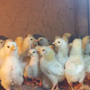 Чучаи рябушка, Душанбе