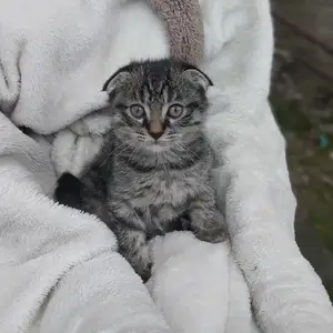 Шотландский вислоухий котик, Душанбе