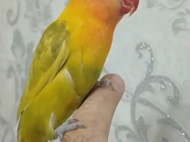 Попугай, Душанбе