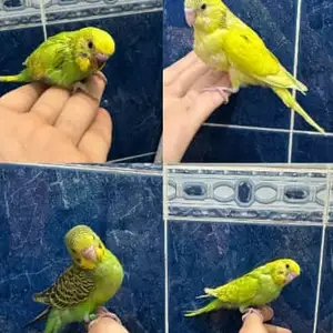Попугай, Душанбе