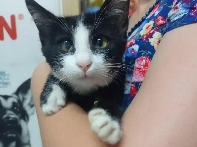 Котенок, Душанбе