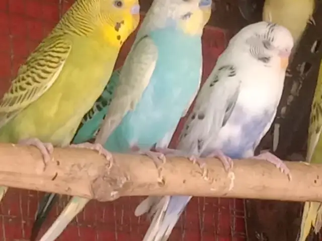 Канарейка Амадинки, Душанбе