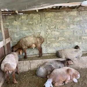 Кучкор бара, Худжанд