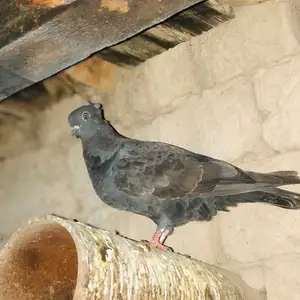 Кафтархо, Бохтар (Курган-Тюбе)