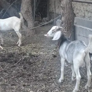 Буз, Худжанд