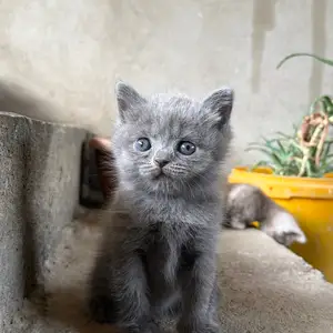Шотландские котята, Ваҳдат