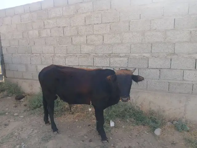 Гови букадор, Душанбе