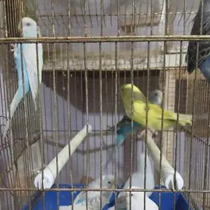 Попугай, Душанбе