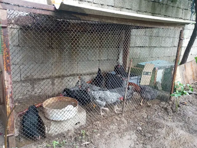 Мурғҳои доминант, Рудаки