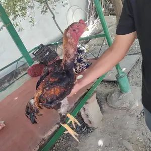 Дакан чуча, Душанбе
