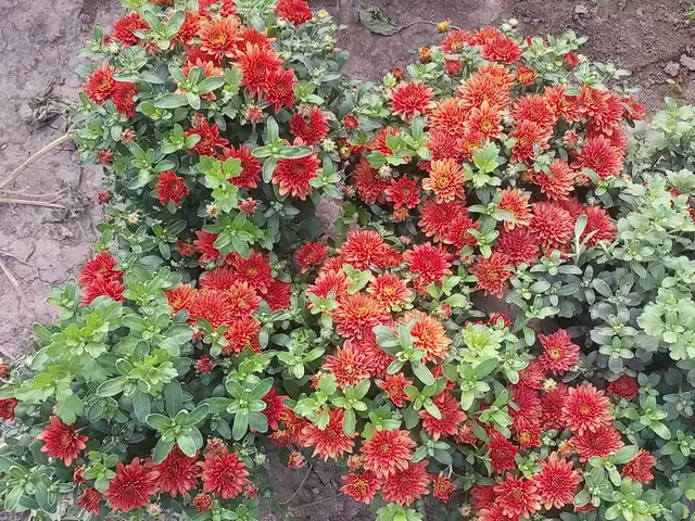 Хризантема, Душанбе