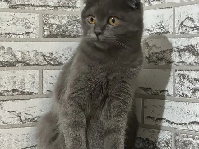Кошка шотландская, Душанбе