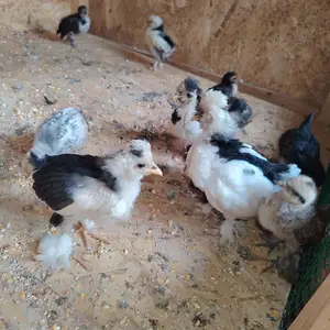 Чуча султанка, Душанбе