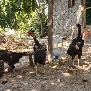 Дакан, Душанбе