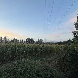 Ҷуворимакка бо суттааш, Гиссар