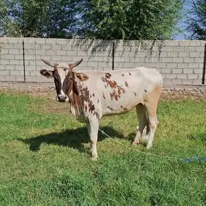 Гуночин, Абдурахмони Джоми