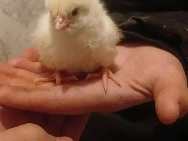 Чучахои бройлери, Душанбе