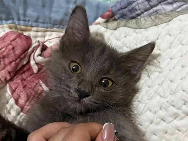 Котята Нибелунг, Душанбе