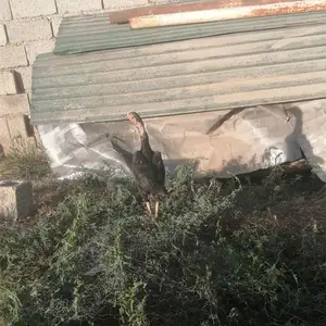 Дакан мокиён саман, Душанбе — Хисорак (Боғи истироҳатӣ ва вақтхушӣ Хайём)