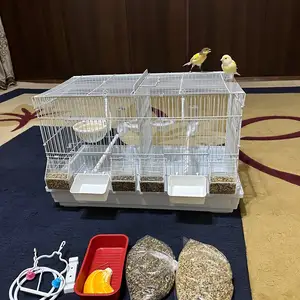 Канарейка, Душанбе