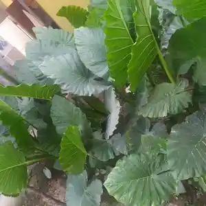 Гулхои хонаги, Душанбе