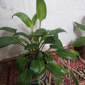 Гули хонаги, Душанбе