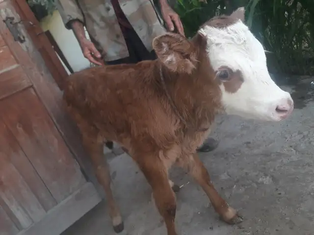 Гусола, Душанбе