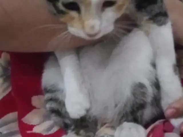 Кошка, Душанбе