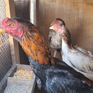 Даканг, Худжанд