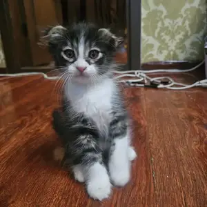 Котята, Худжанд