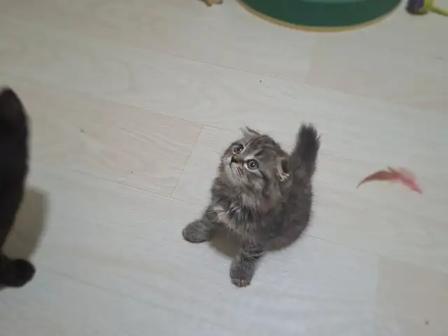 Шотландские котята, Худжанд