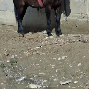 Аспи бузи, Деваштич (Ганчи)
