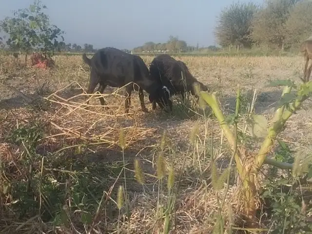 Буз оча бача, Спитамен