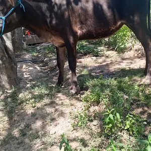 Гуночинча, Ваҳдат