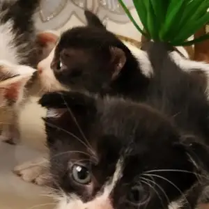 Шотландская кошка, Душанбе