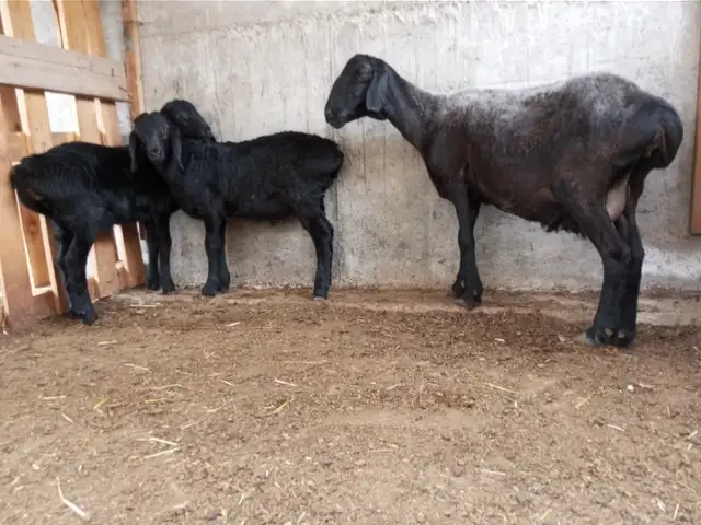 Гусфанди оча бача, Худжанд