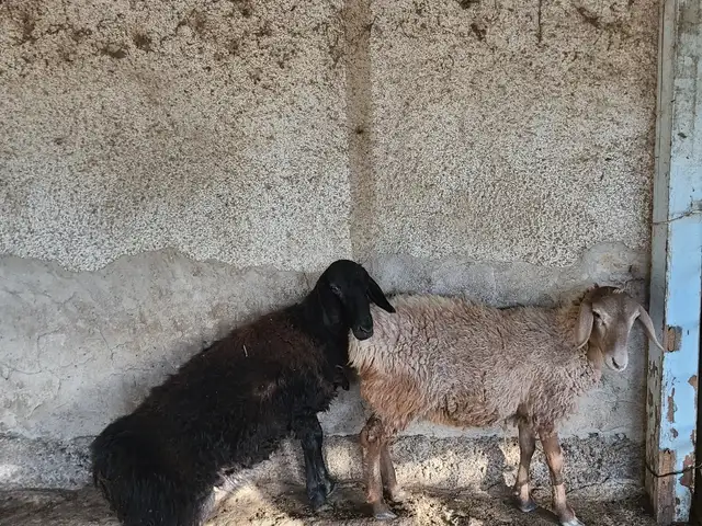 Баррахо, Худжанд