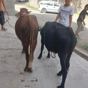 Бука, Ваҳдат