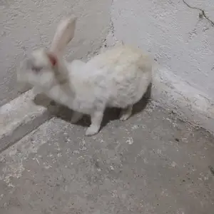 Кролик, Душанбе
