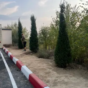 Арча, Душанбе