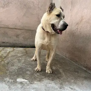 Алабай, Душанбе