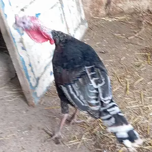 Индюк, Гиссар