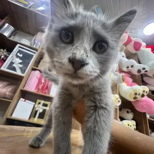 Породистая кошка русская голубая кошка, Душанбе