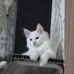 Турецкая ангора, Душанбе