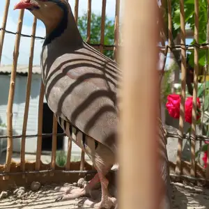 Кабк, Душанбе