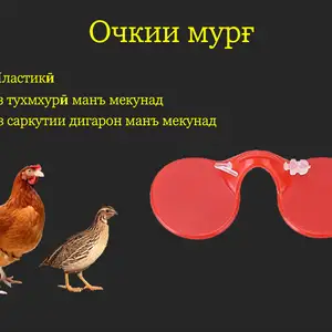Айнаки мурғ, Душанбе