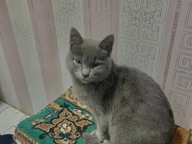 Потерялся кот, Хуҷанд