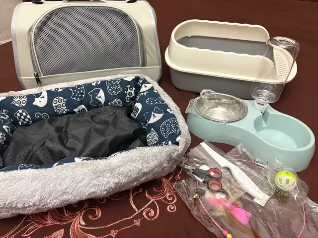 Шотландские котята, Душанбе - 3