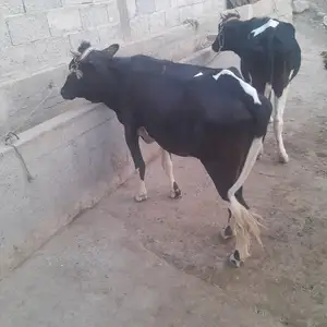 Гуночинхои черный пестр, Куляб