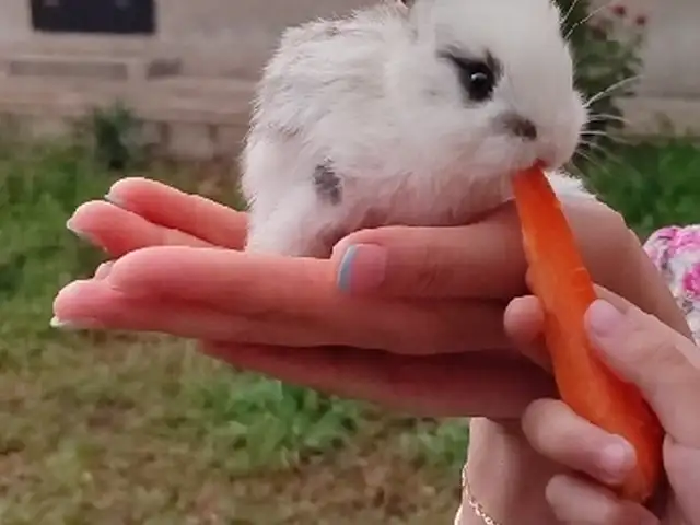 Заргушча, Душанбе